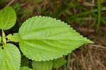 Smallspike false nettle